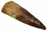 Fossil Spinosaurus Tooth - Real Dinosaur Tooth #344618-1